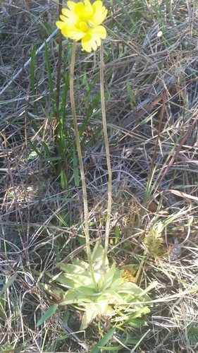 Pinguicula lutea