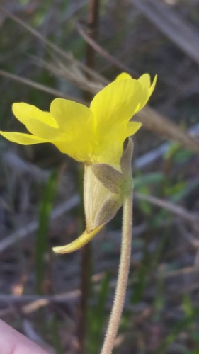 Pinguicula lutea