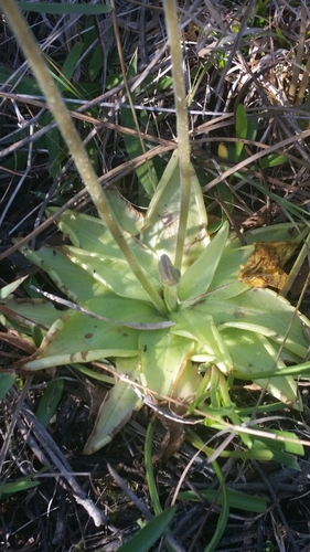 Pinguicula lutea