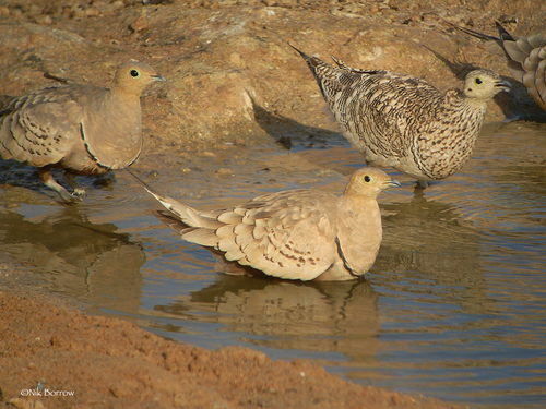 Chestnut-bellied Sandgrouse
