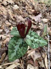 Trillium decipiens