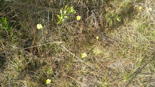 Pinguicula lutea