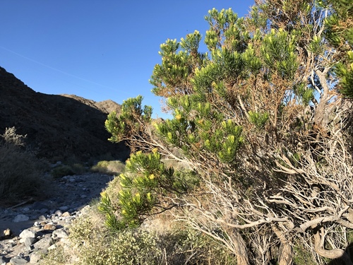 iNaturalist observation photo of Schott's Pygmycedar
