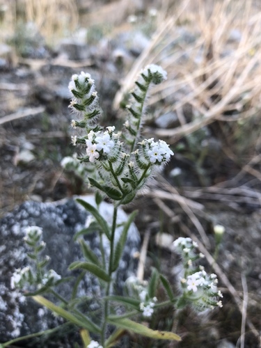 iNaturalist observation photo of bearded cryptantha