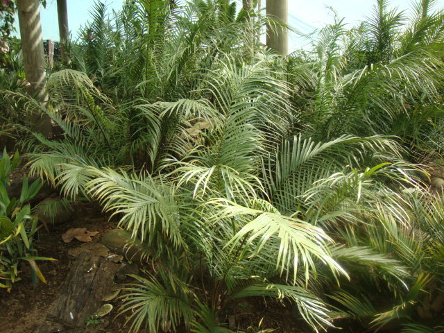 Zamia soconuscensis