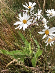 Senecio smithii