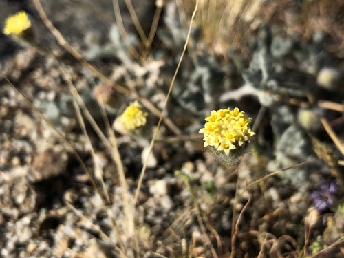 iNaturalist observation photo of yellowhead