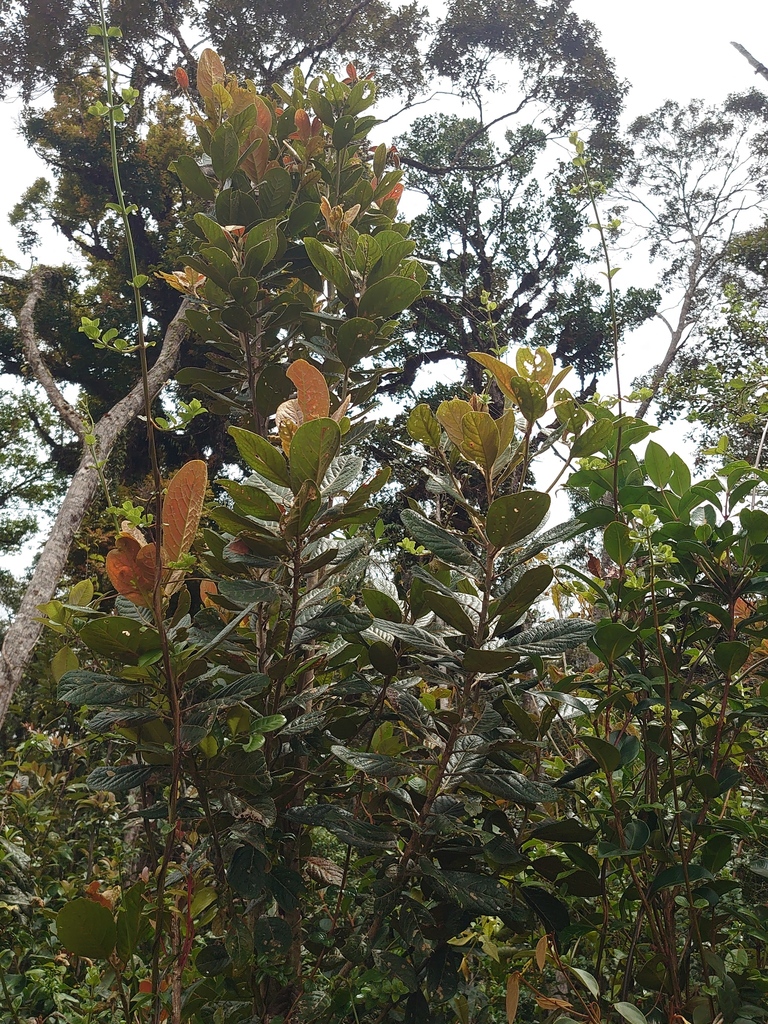 Elaeocarpus polydactylus (Elaeocarpus polydactylus)