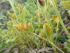 Gymnoconia interstitialis