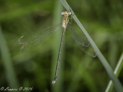 Lestes plagiatus