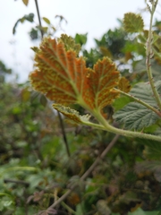 Gymnoconia interstitialis