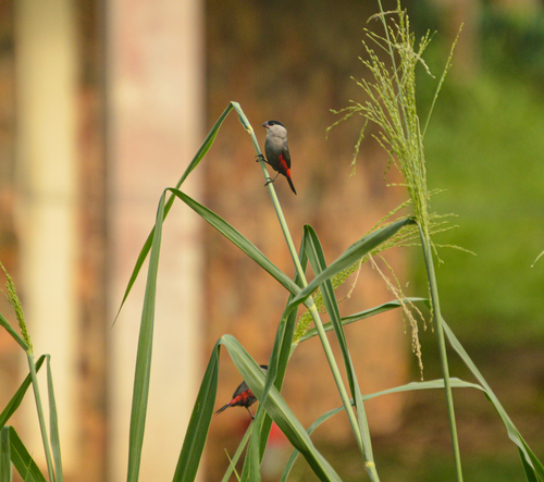 Black-headed Waxbill