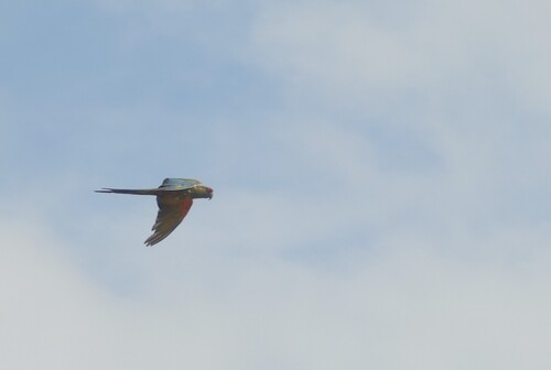 Red-fronted Macaw