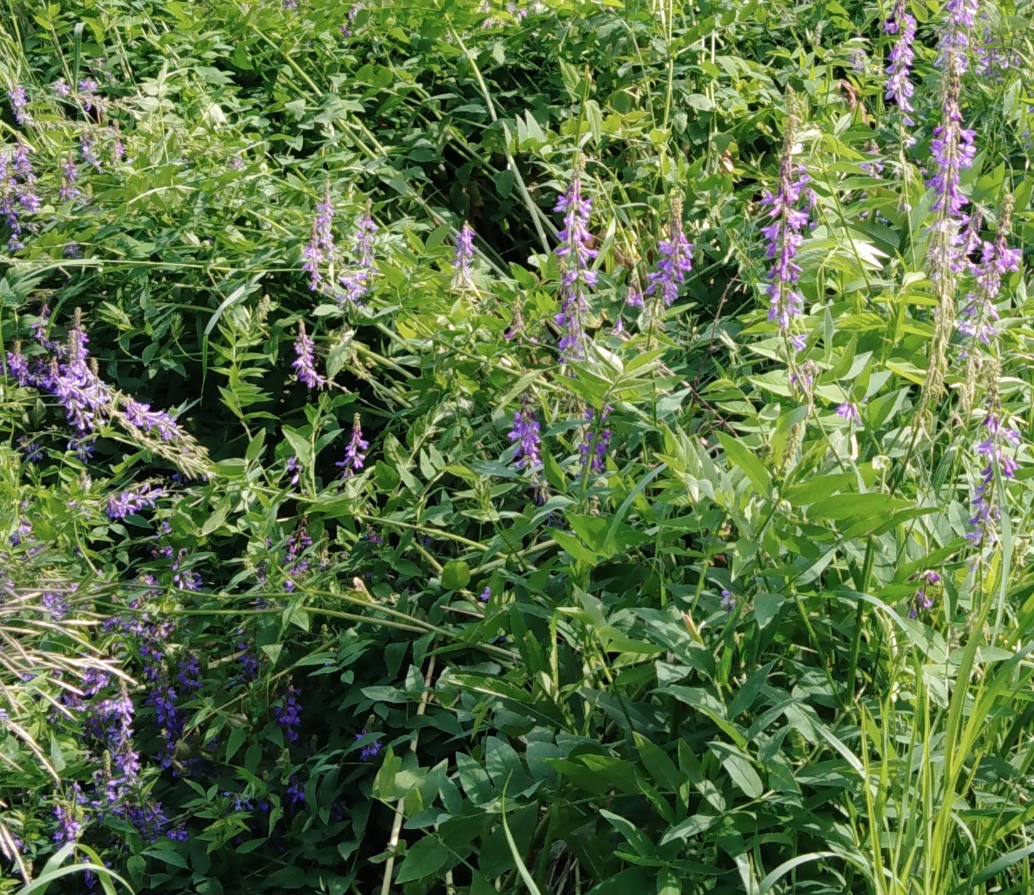 Eastern Goat's-Rue (Galega orientalis)
