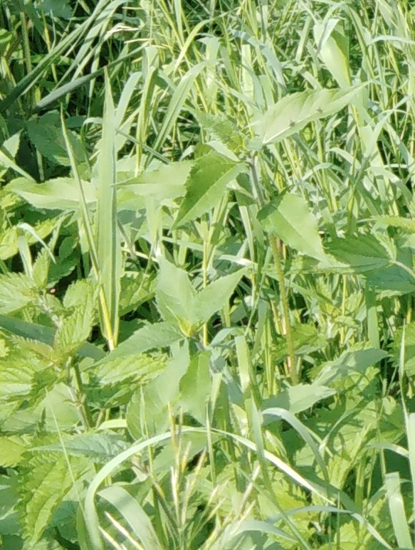 Jerusalem Artichoke (Helianthus tuberosus)