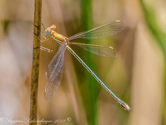 Lestes plagiatus