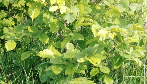 European White Elm (Ulmus laevis)