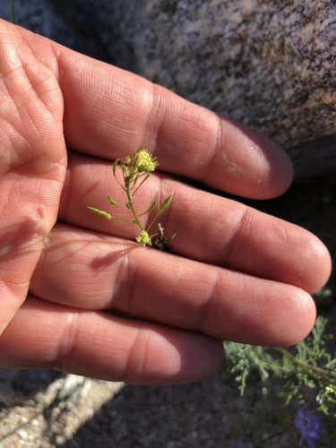 iNaturalist observation photo of Western Tansymustard