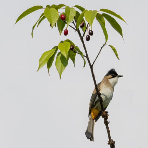 Brown-breasted Bulbul (Pycnonotus xanthorrhous), photo 4