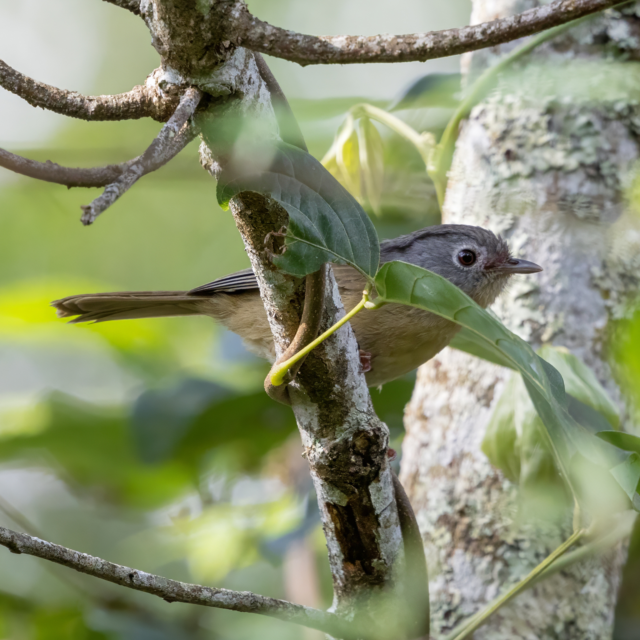 Yunnan Fulvetta (Alcippe fratercula), photo 9