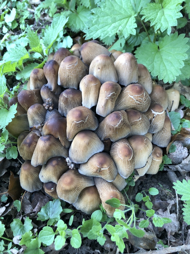 Coprinellus micaceus · March 2026 · photo: © gerardbertrand (iNaturalist, cc-by)