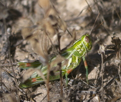 Hesperotettix viridis viridis