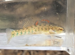 Etheostoma gracile
