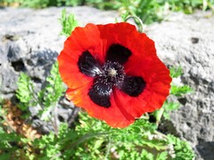 Papaver arenarium