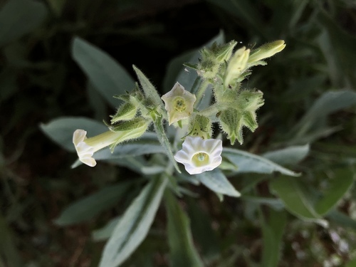 iNaturalist observation photo of desert tobacco