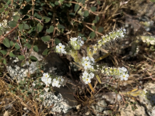 iNaturalist observation photo of narrow-leaved cryptantha