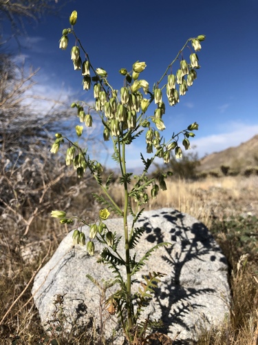 iNaturalist observation photo of whispering bells
