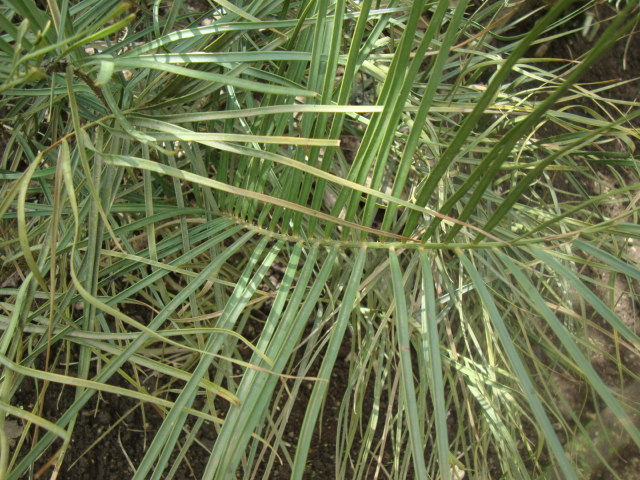 Zamia spartea