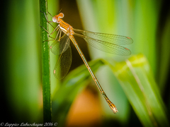 Lestes plagiatus