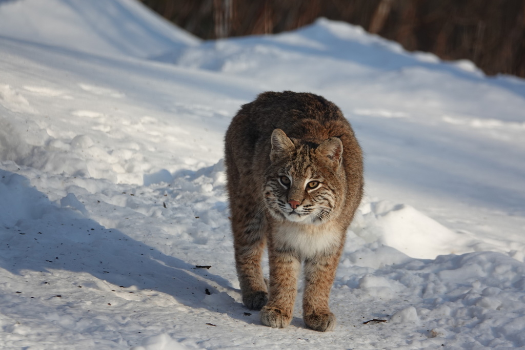 bobcat-from-bailey-rd-jefferson-nh-us-on-february-21-2020-at-04-51