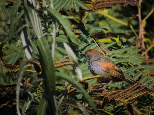 Spix's Spinetail (Synallaxis spixi), photo 4