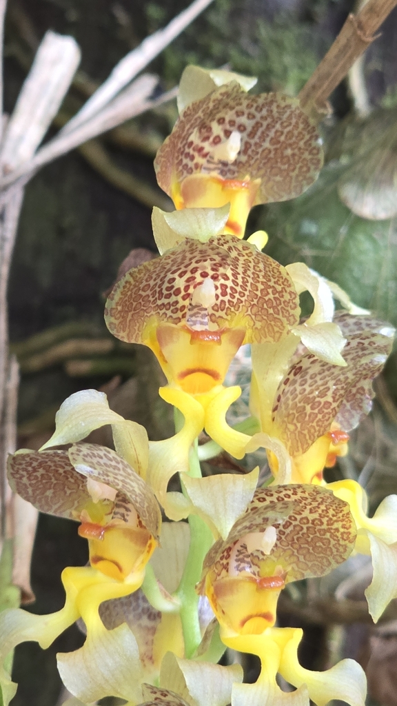 Grobya amherstiae
