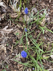 Muscari botryoides