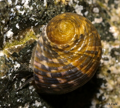 Nerita peloronta