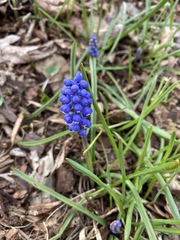 Muscari botryoides