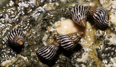 Echinolittorina ziczac