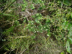 Pimelea tomentosa