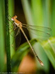Lestes plagiatus