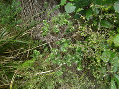 Pimelea tomentosa