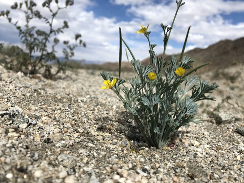 iNaturalist observation photo of Little Gold Poppy