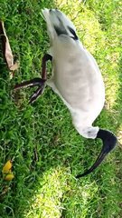 Threskiornis molucca molucca