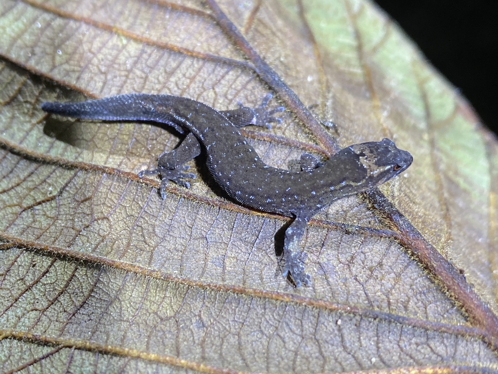 Brown Dwarf Gecko