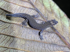 Brown Dwarf Gecko photo 1