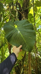 Philodendron eximium
