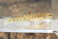 Etheostoma gracile