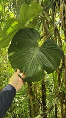Paulo Mascaretti, CC0, iNaturalist via GBIF Philodendron eximium, photograph Paulo Mascaretti, CC0, iNaturalist via GBIF